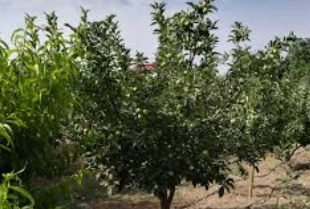 زمین زراعی