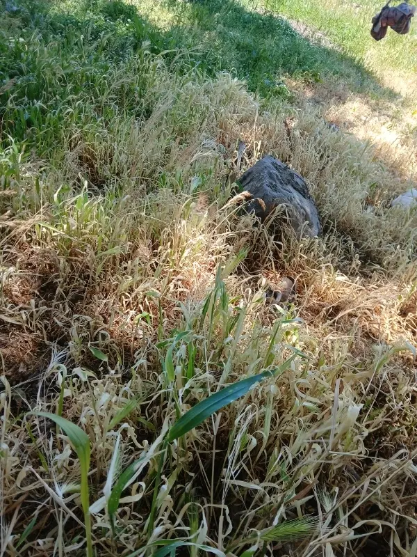 زمین کشاورزی
