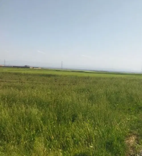 زمین زعفران