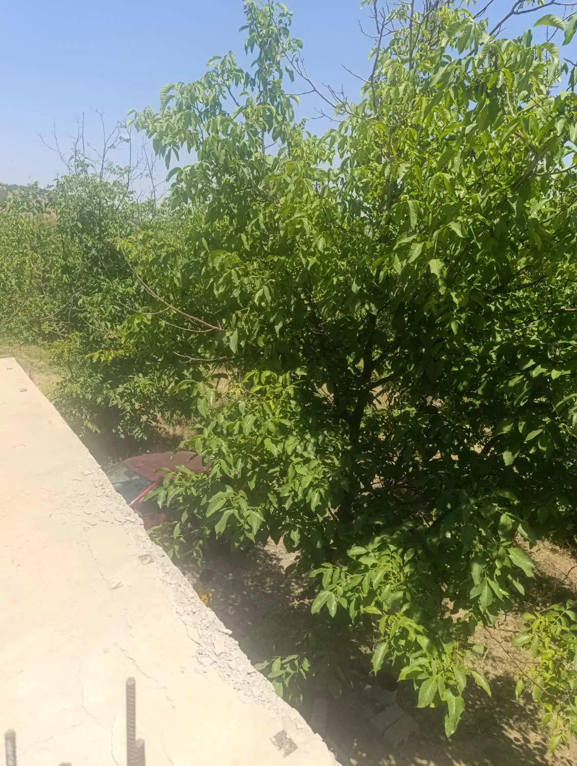 فروش باغ
