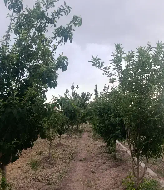 جوپار