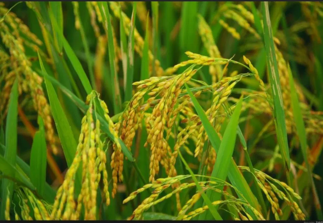زمین اجاره شلتوک مسیر خسرج