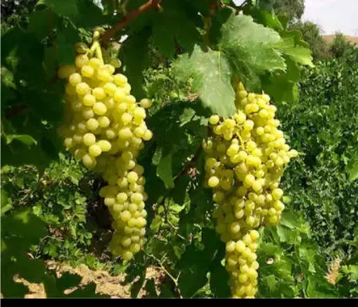 فروش باغ انگوردرحاجی آباد