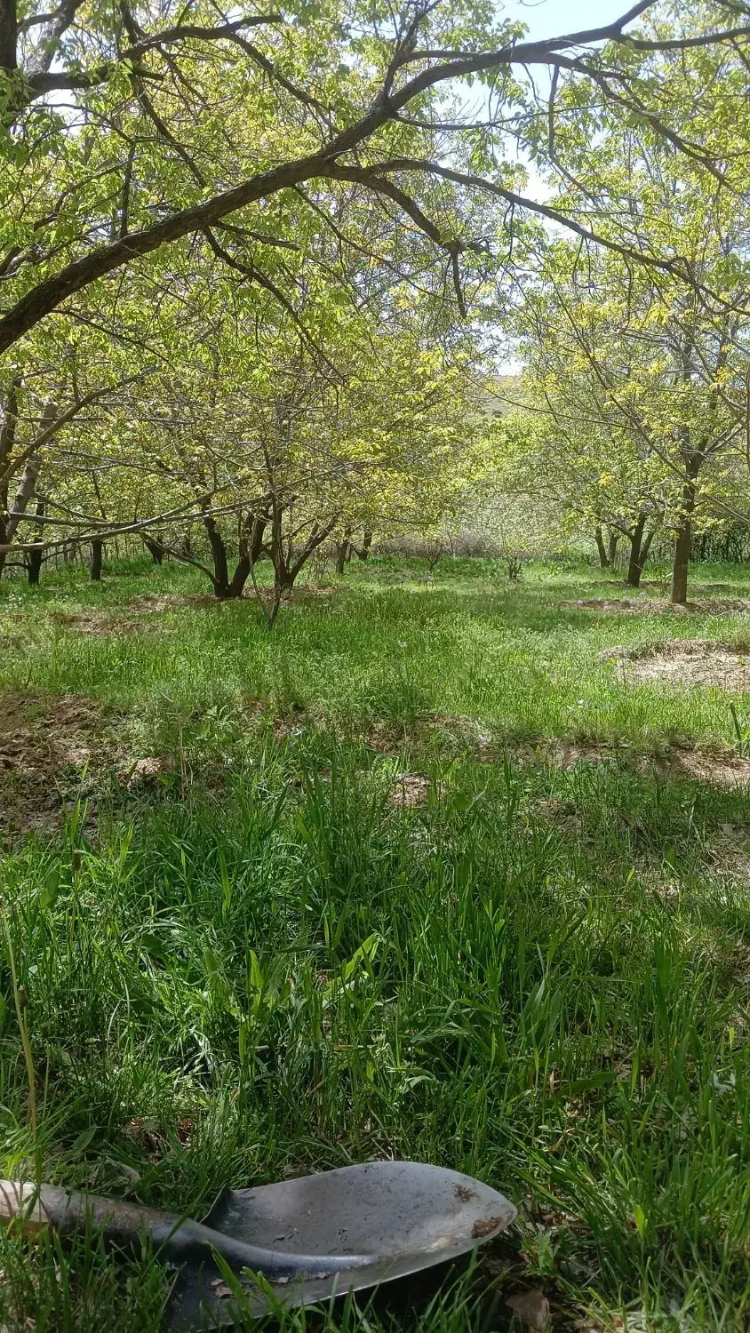 دویست متر زمین ساختمانی اب برق گاز
