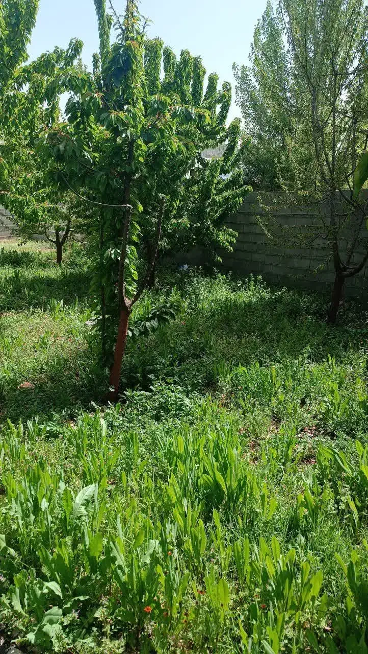باغ گیلاسی سی سخت