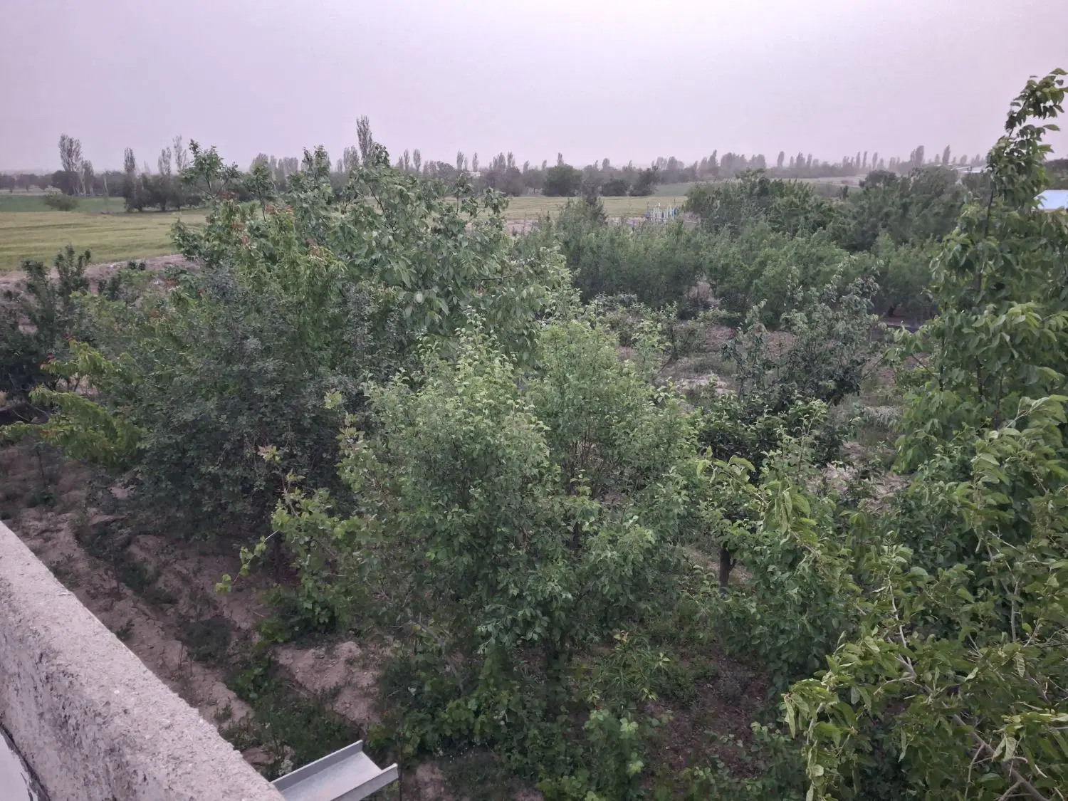 فروش زمین کشاورزی ( باغ )