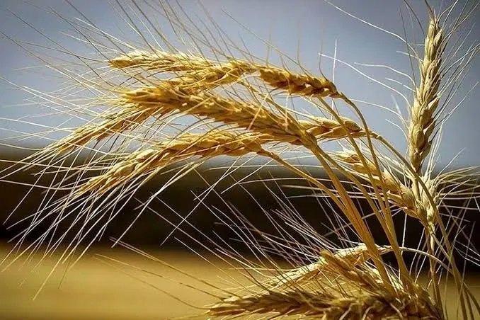 زمین کشاورزی دیم