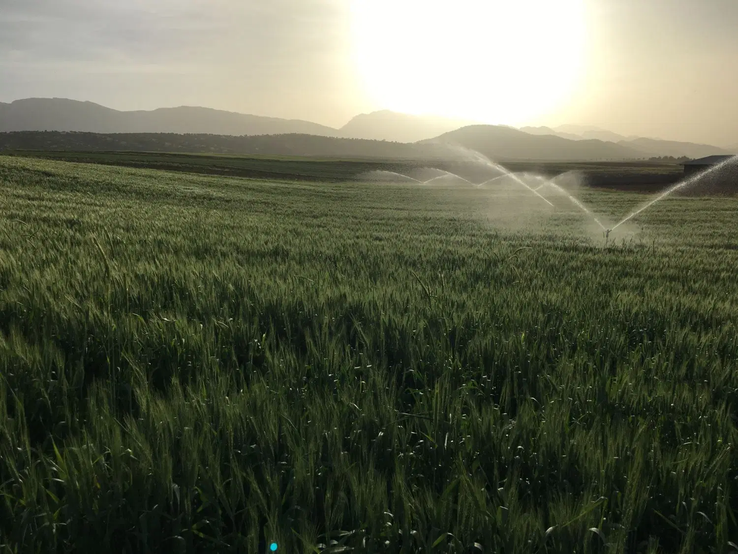اجاره زمین کشاورزی ابی