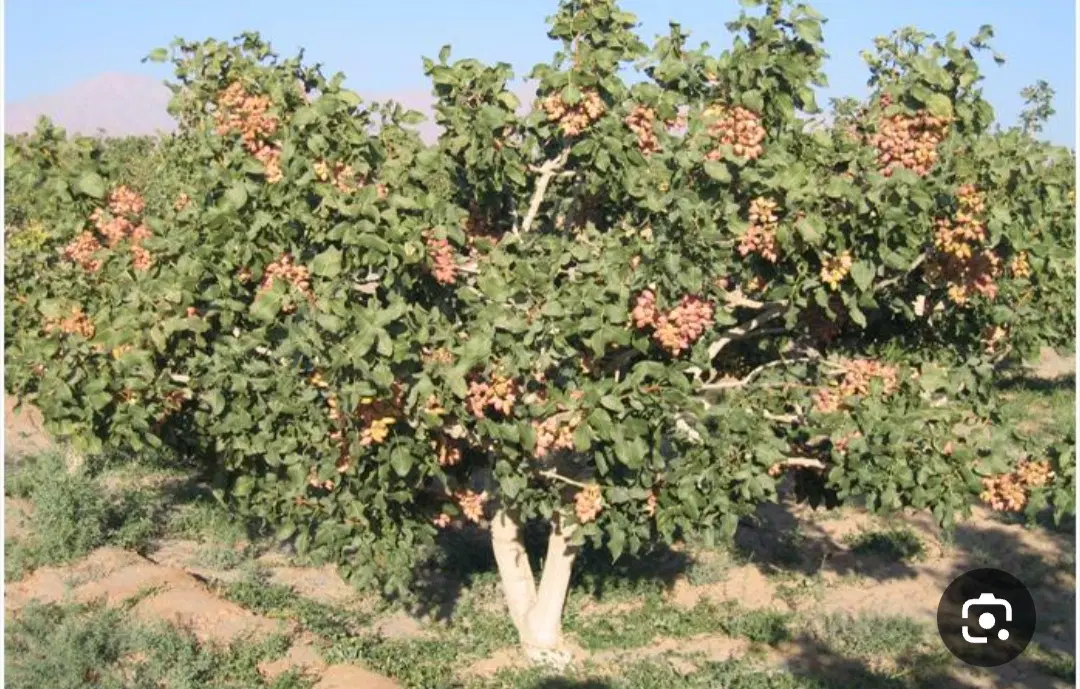 دشته نظام آباد