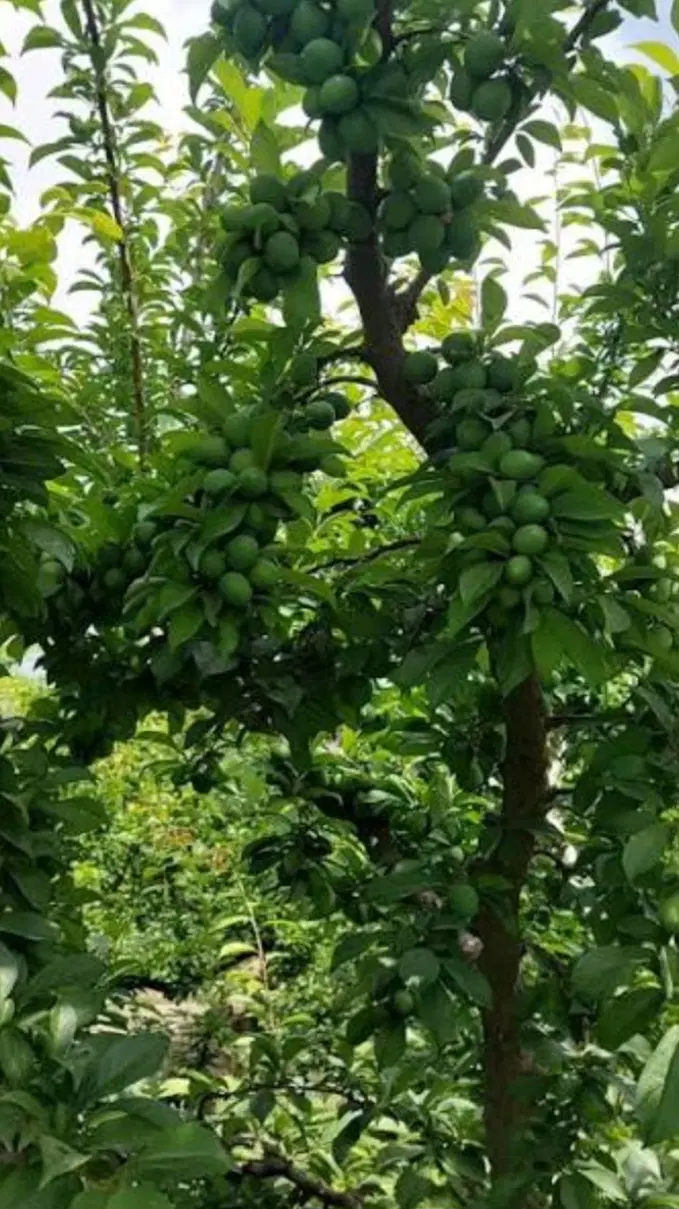 فروش باغ و ویلا در لوکیشن دلخواه شما