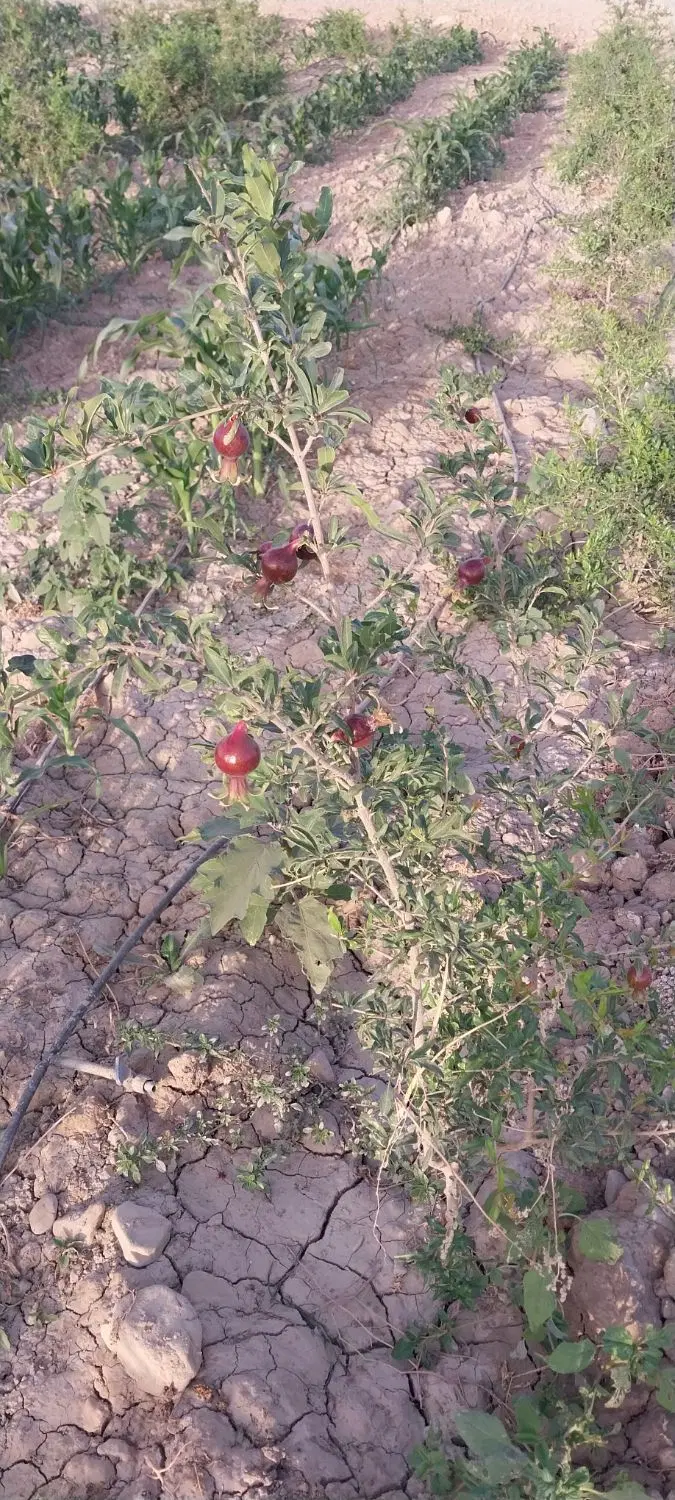 باغ انار