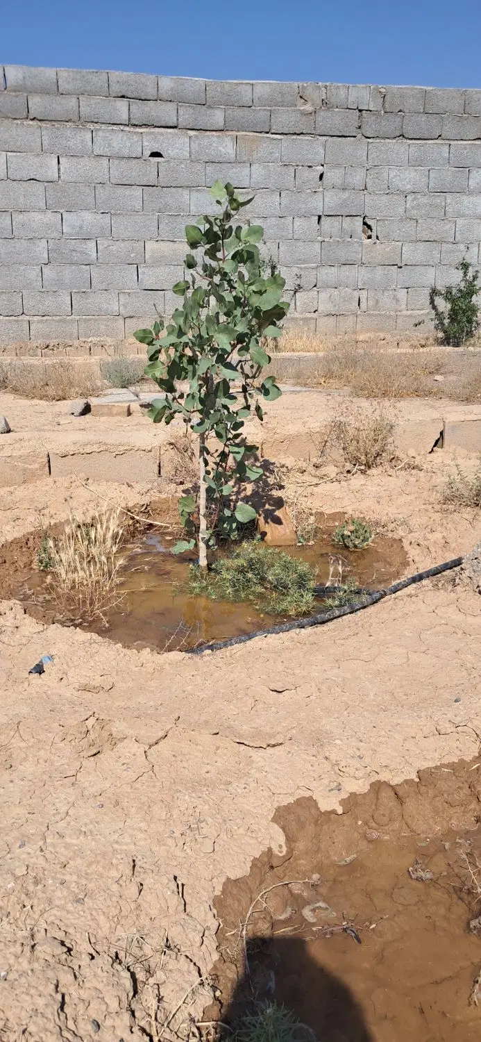 باغ ۱۰۰۰متری