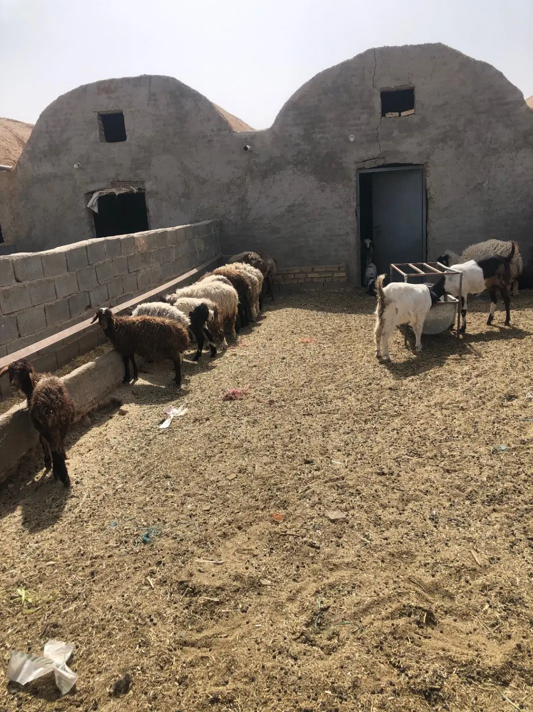 اجاره دامداری ۲ هزار متر ۳۰۰ متر سقف اب برق گاز
