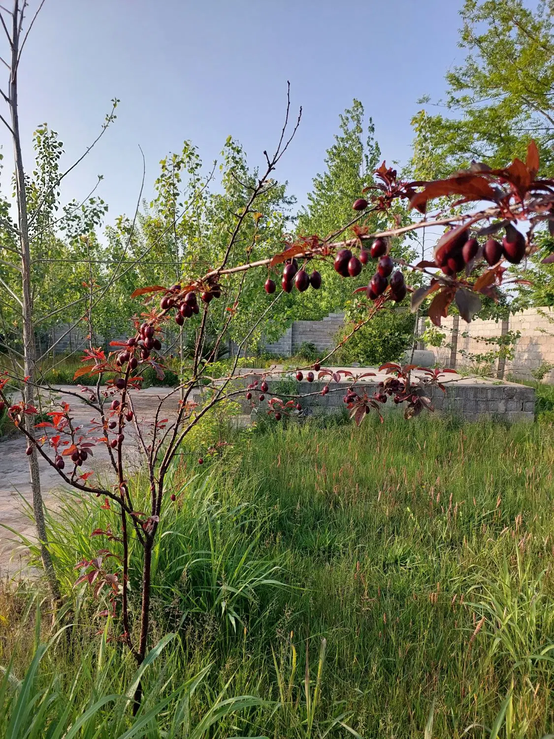 فروش یک قواره زمین روستایی به متراژ ۱۲۰۰ متر