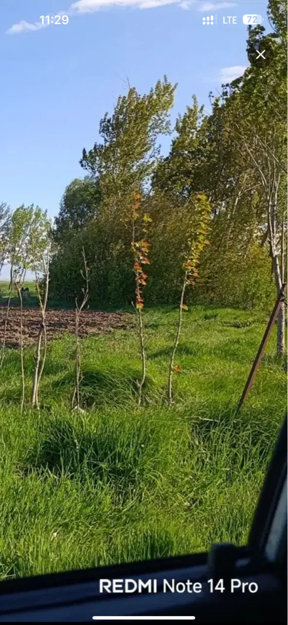 زمین باغ واقع درروستای شام اسبی