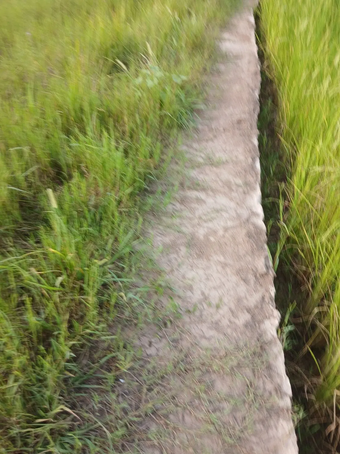 چهار هزار متر باسند مالکیت‌