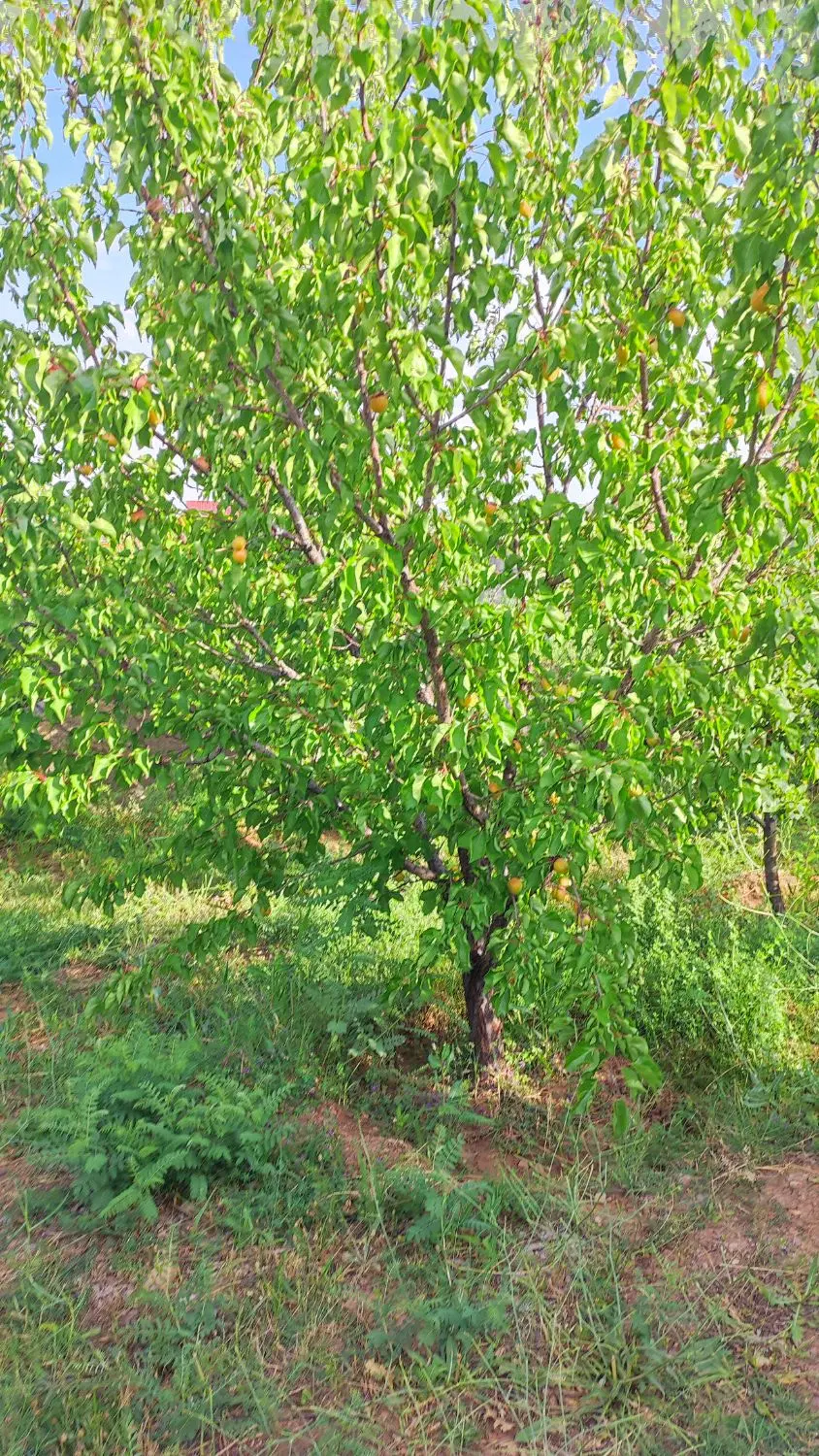 یه باغ کامل هزار متر بفروش میرسد