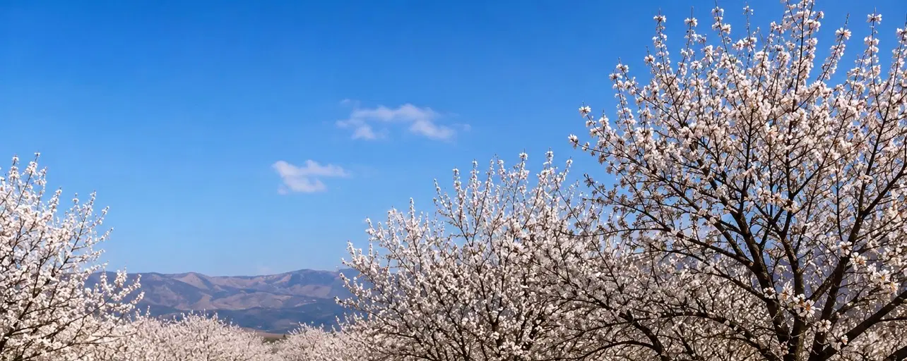 باغچه سند دار دولت اباد هماشهر