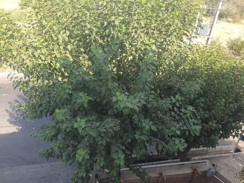 کردان ۱۰۰۰متر باغ