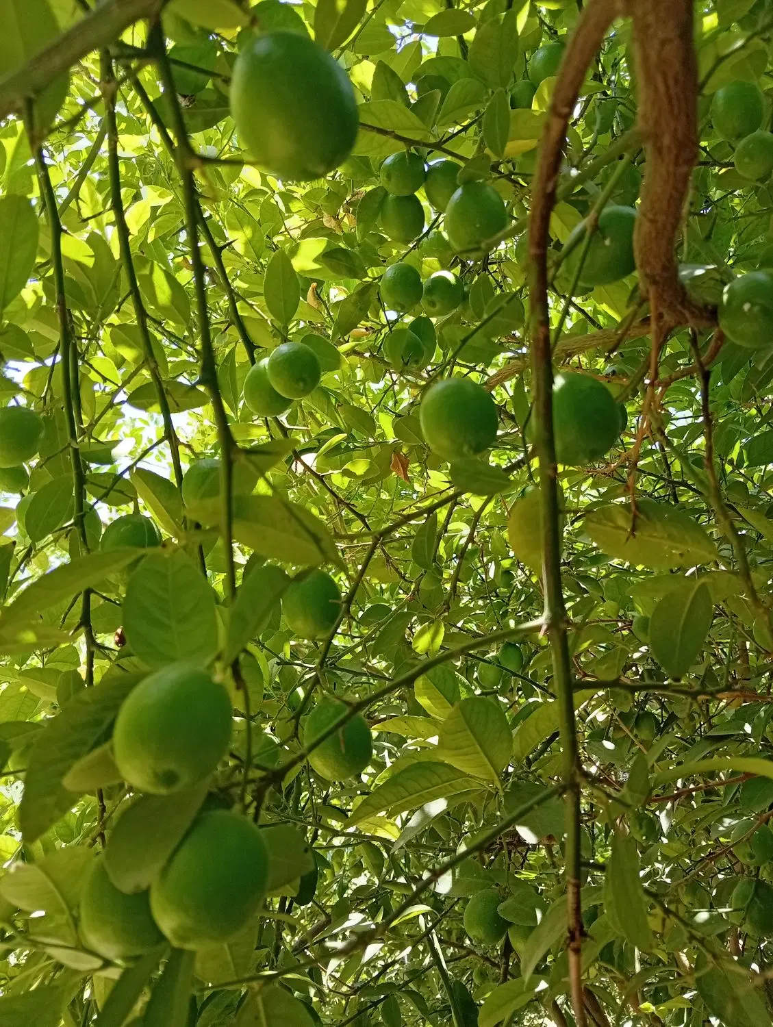 زمین کشاورزی