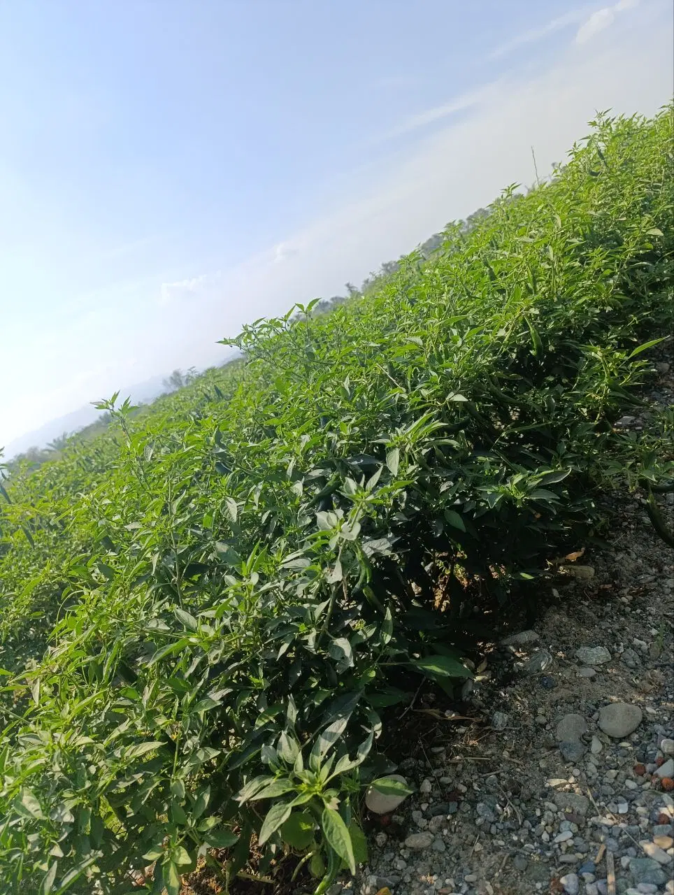 یک قطعه زمین