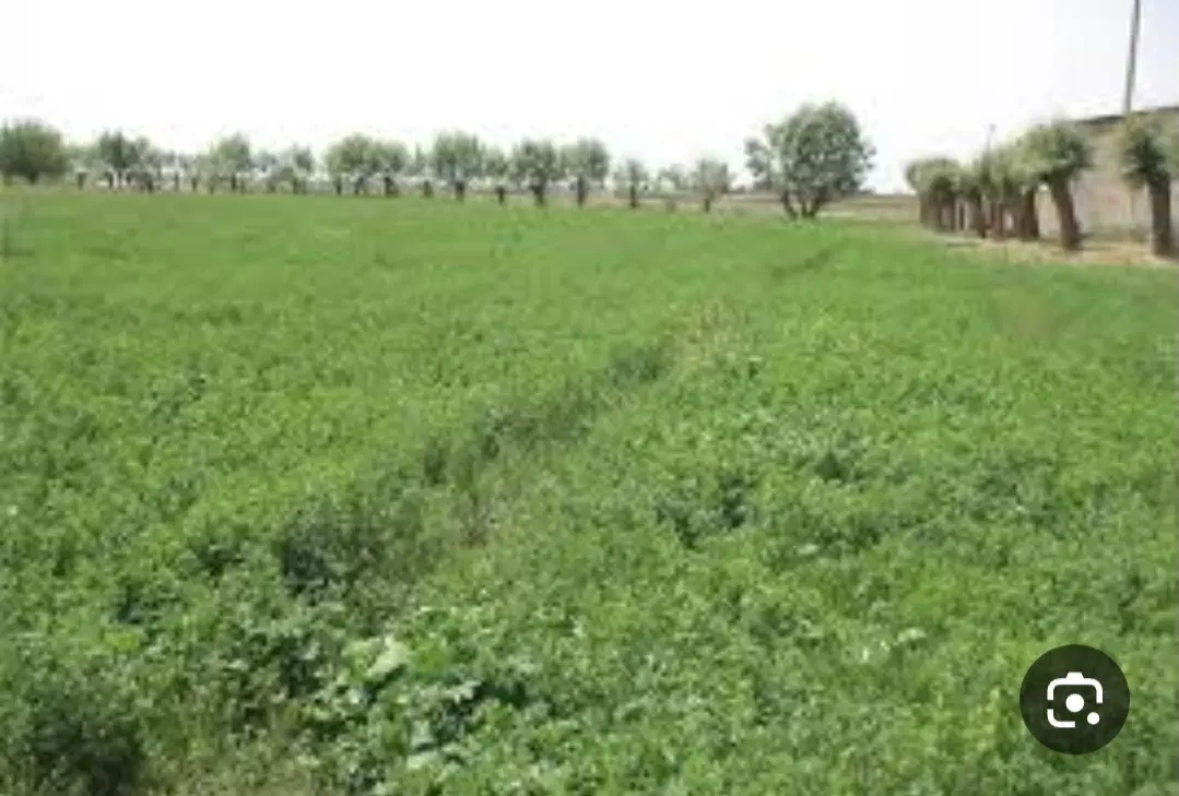 زمین زراعی