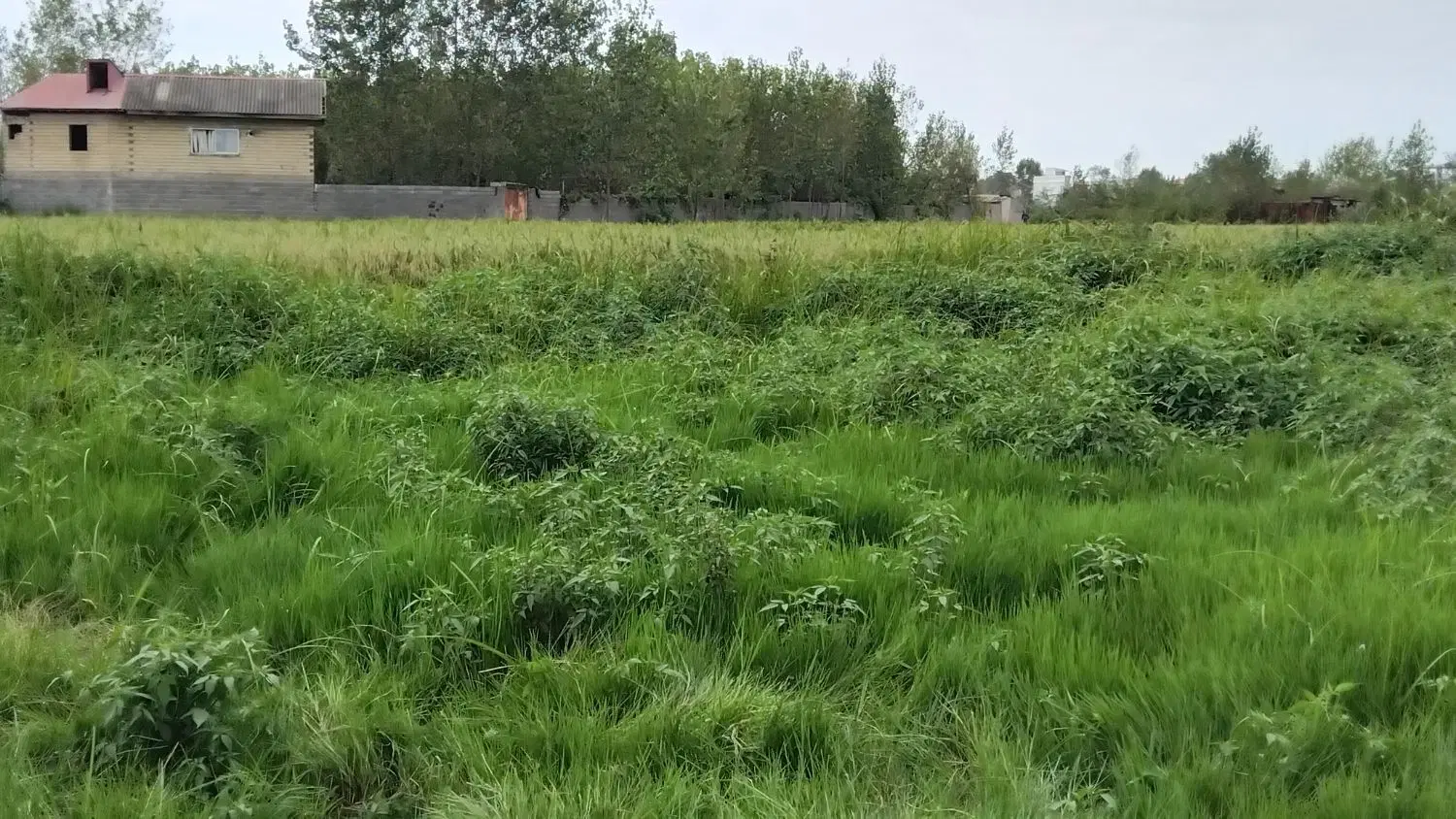 زمین رشت سنددار تک برگ عرصه و اعیان