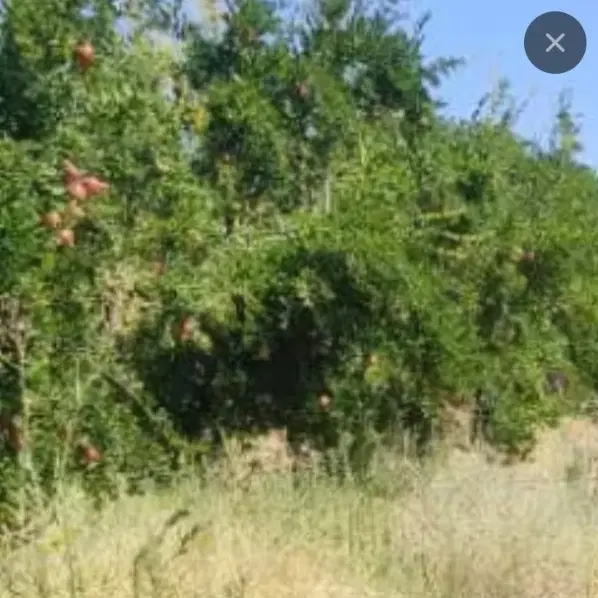 دو قطعه زمین کشاورزی