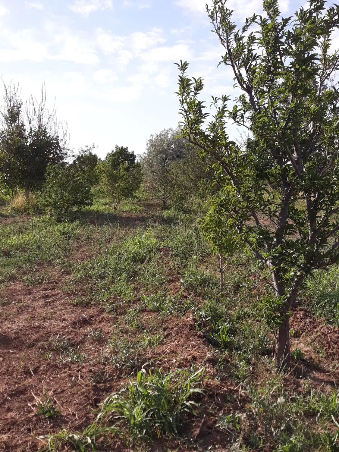 باغ قدیم آباد