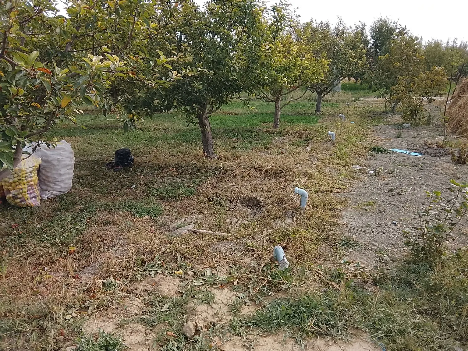 فروش باغچه