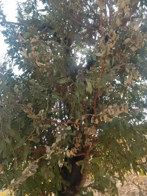 زمین باغی بر جاده ورودی دشتکوه