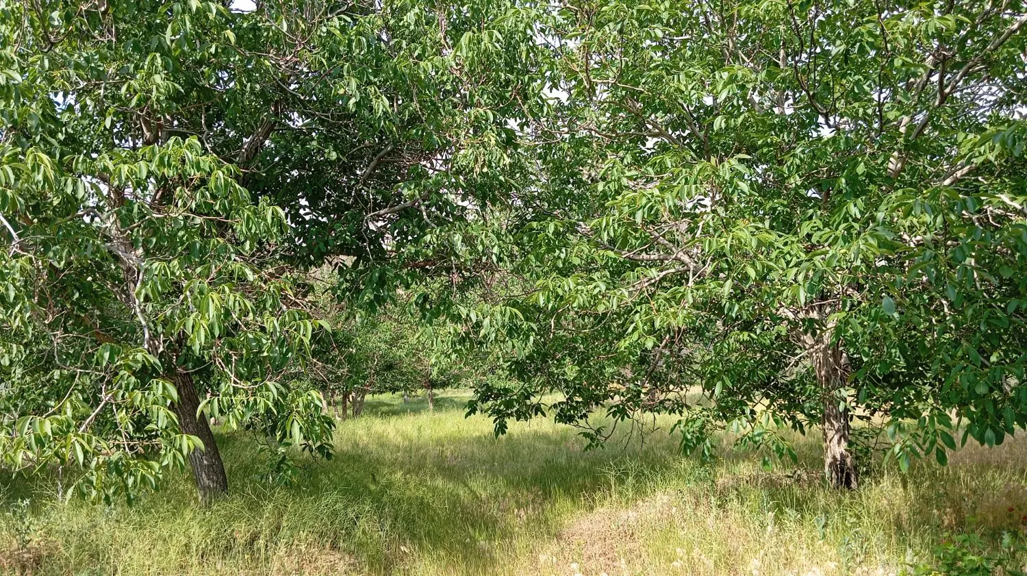 فروش باغ درورکانه