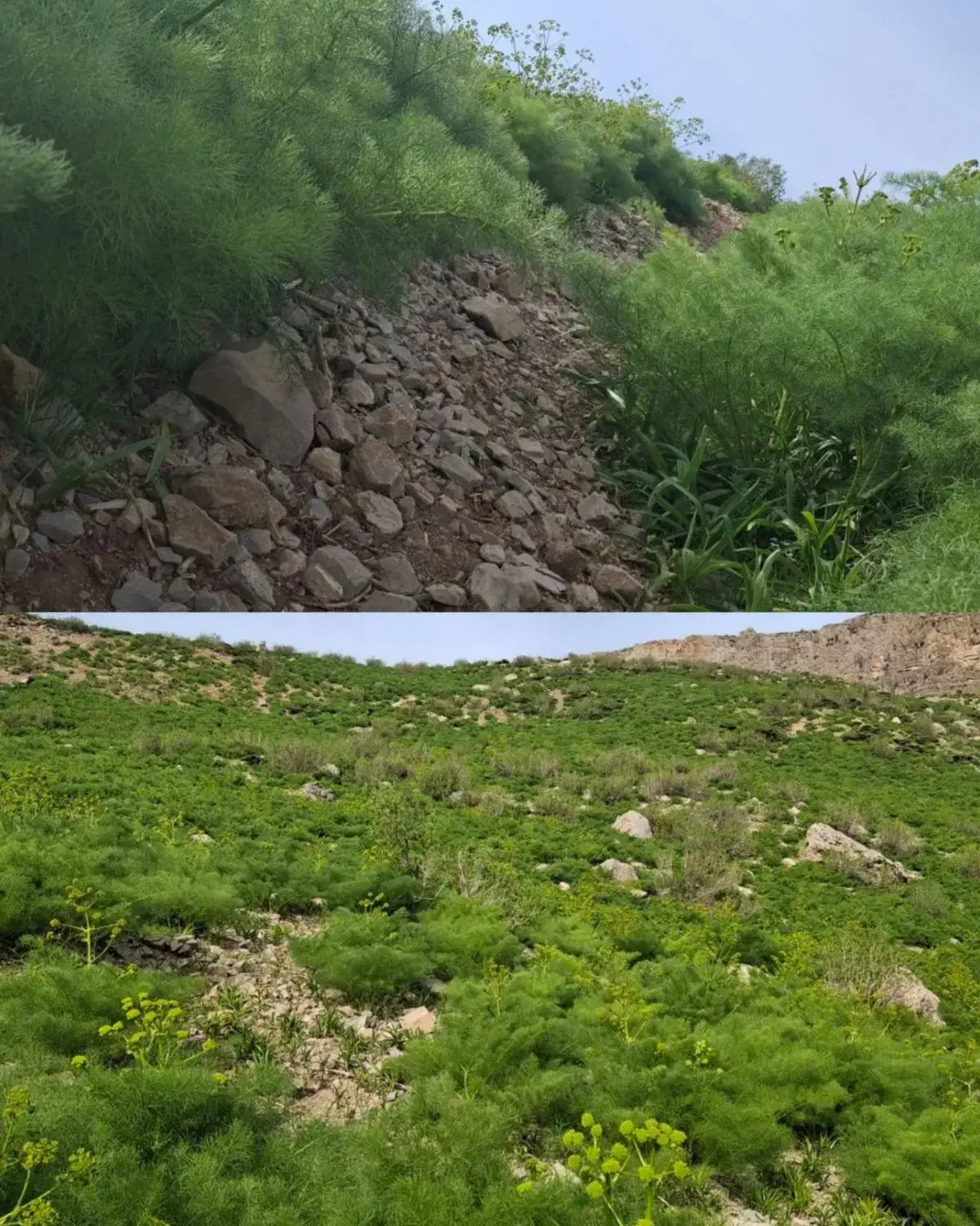 فروش زمین