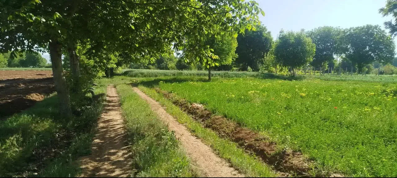 زمین زراعی