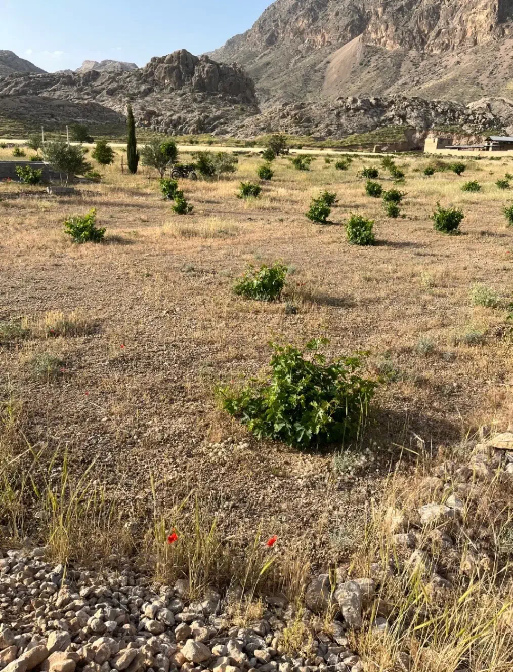 فروش باغ