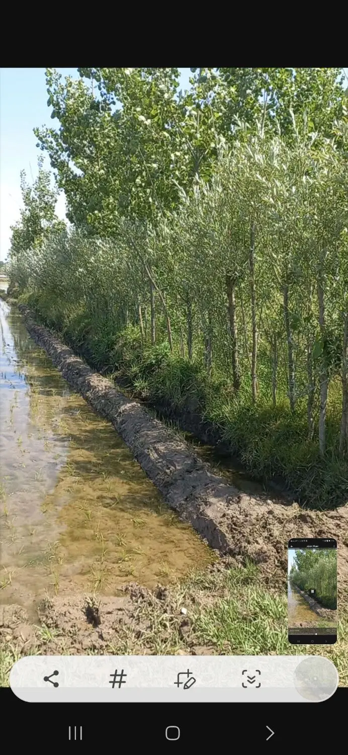 فروش زمین ۳۰۰۰ متر خمام روستای تسیه