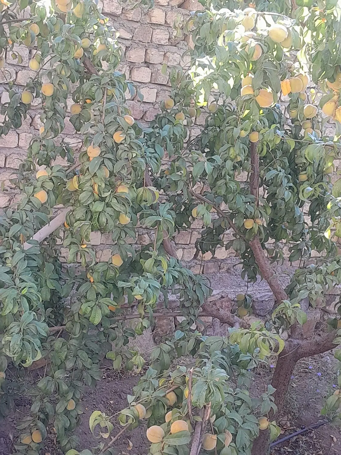 خانه اجاره قدیمی  حسین ابادعلی اکبر خان