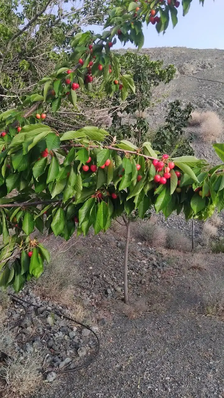 زمین دارای انواع درخت در محدوده بهدان
