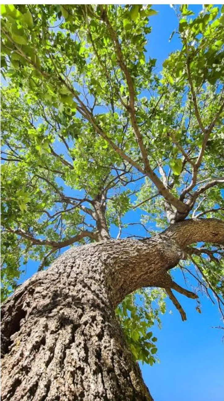 فروش فوری زمین محصور در روستای یولاق ساوه