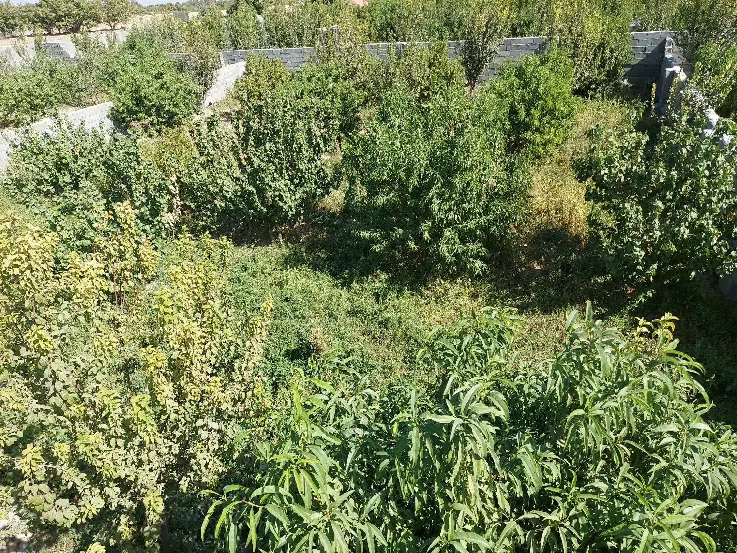 باغچه سیصدو پنجاه متری مجوز دار .منجیل اباد