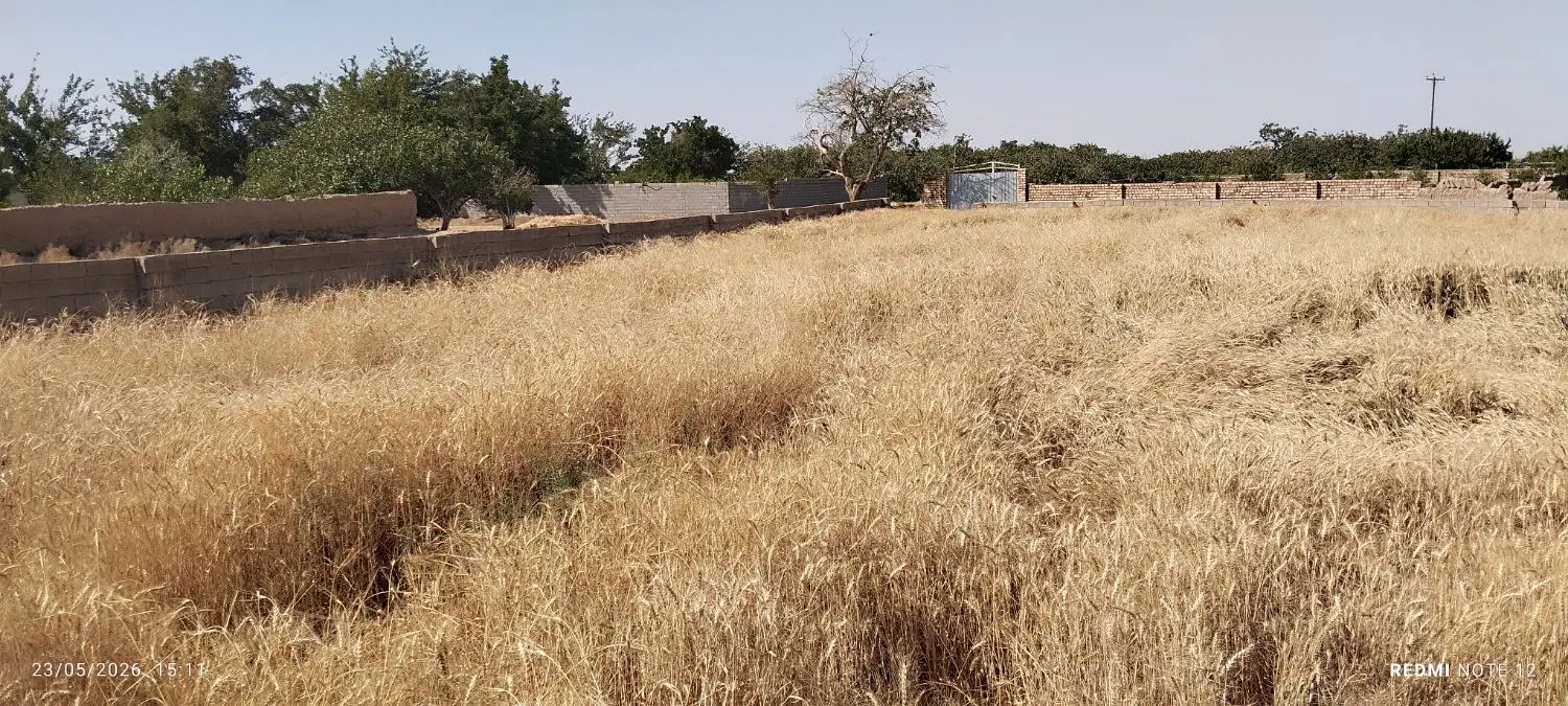 24 من زمین گندم فروشی