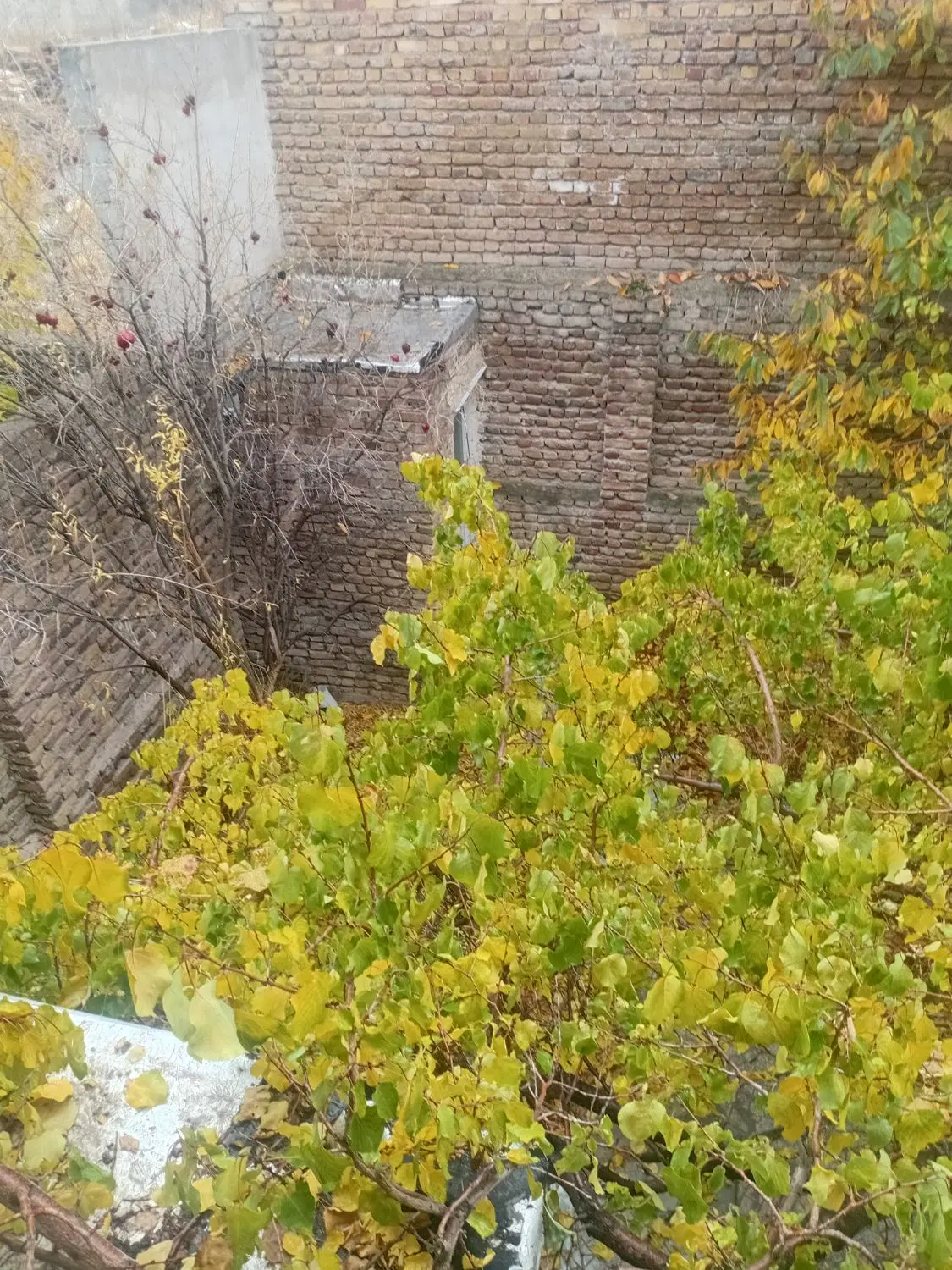 زمین مجوز گلخانه بر آسفالت سندطلاتپه،ینگجه،خانشان
