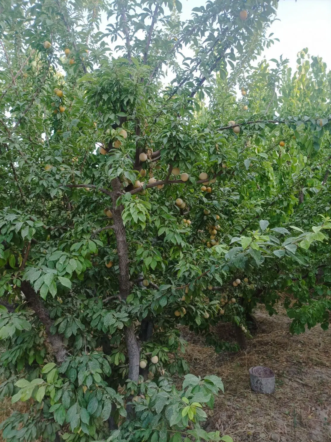باغچه ارزان،باغچه شهریار،باغ فروشی،رامین