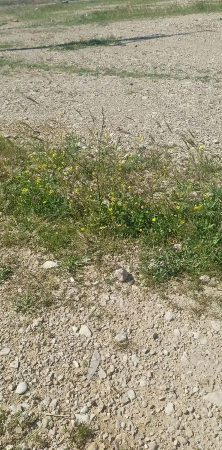 فروش زمین مسکونی 9دی