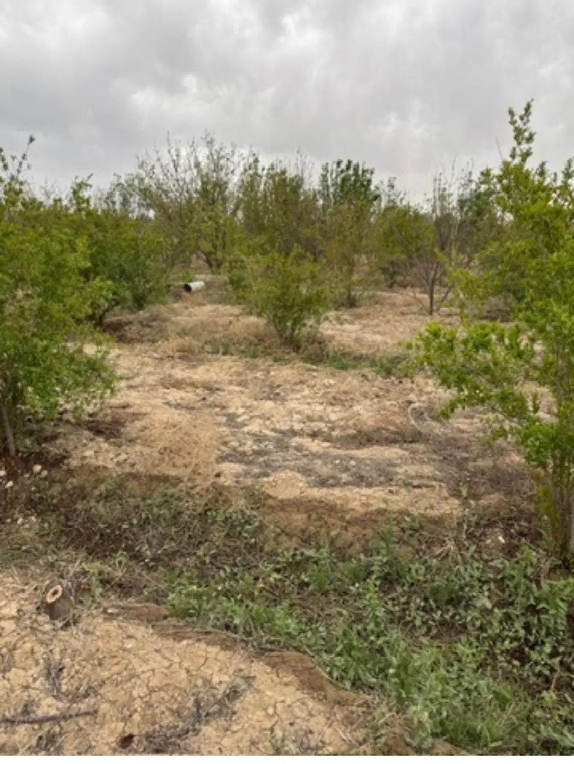 باغ انار و انواع میوه