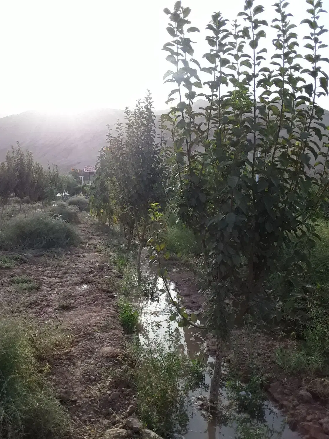 فروش باغ ( روستای ناروهه)