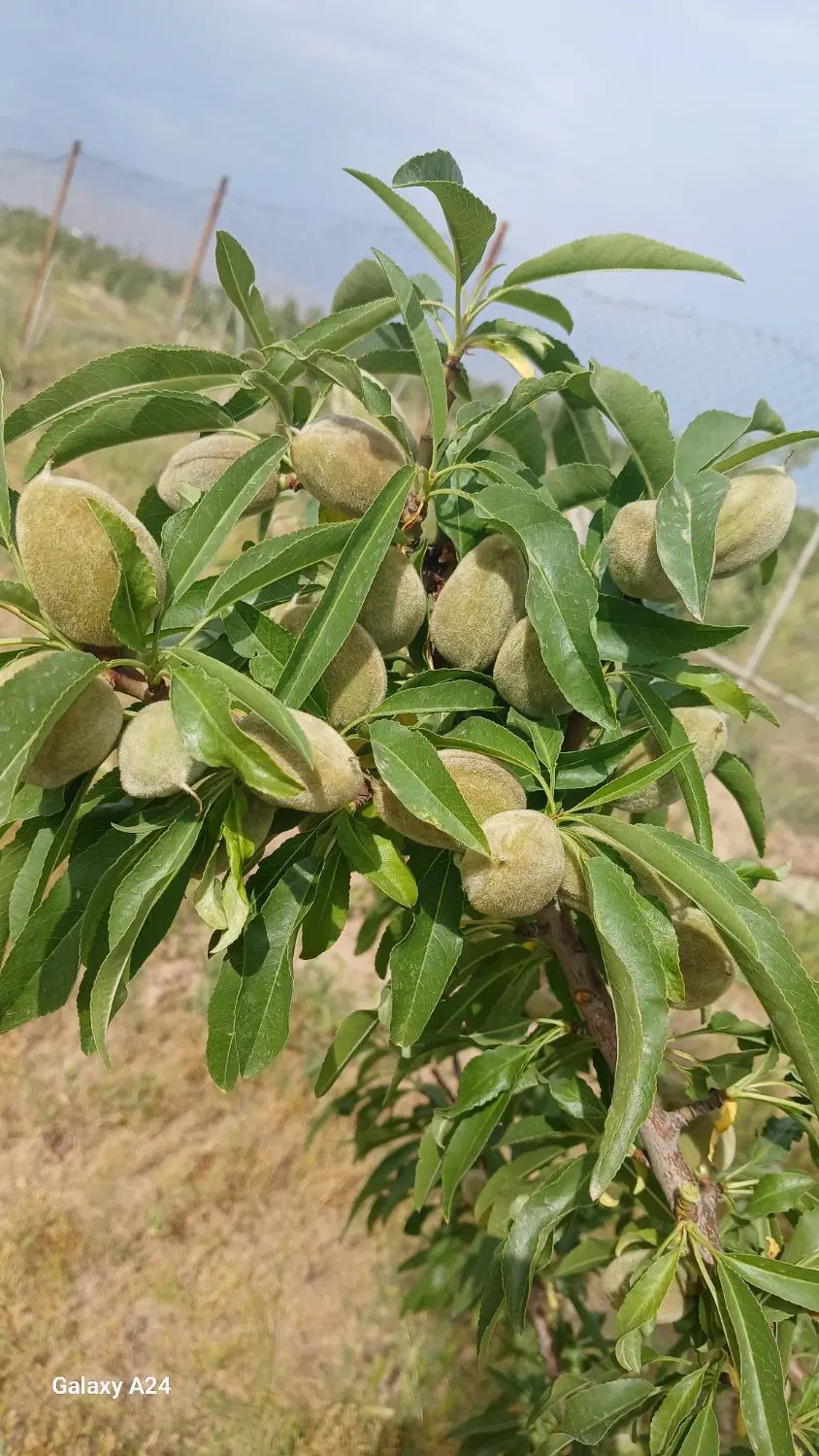 فروش و تهاتر زمین باغی