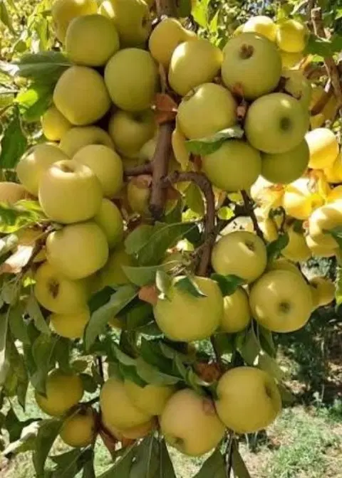 فروش باغ سیب بهترین لوکیشن