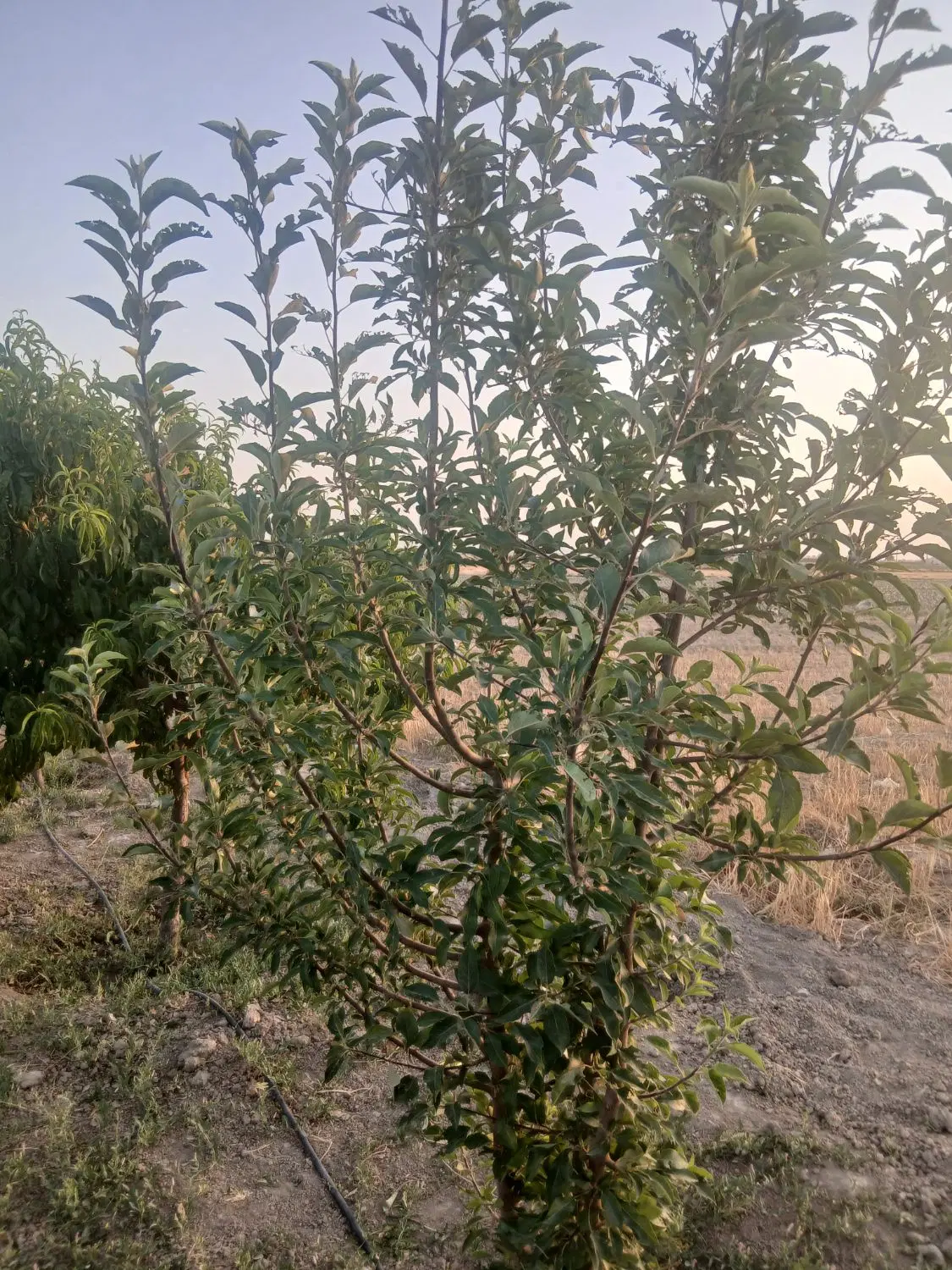 باغچه ۴۱۰ متر با بنا نیمه کاره تنکمان