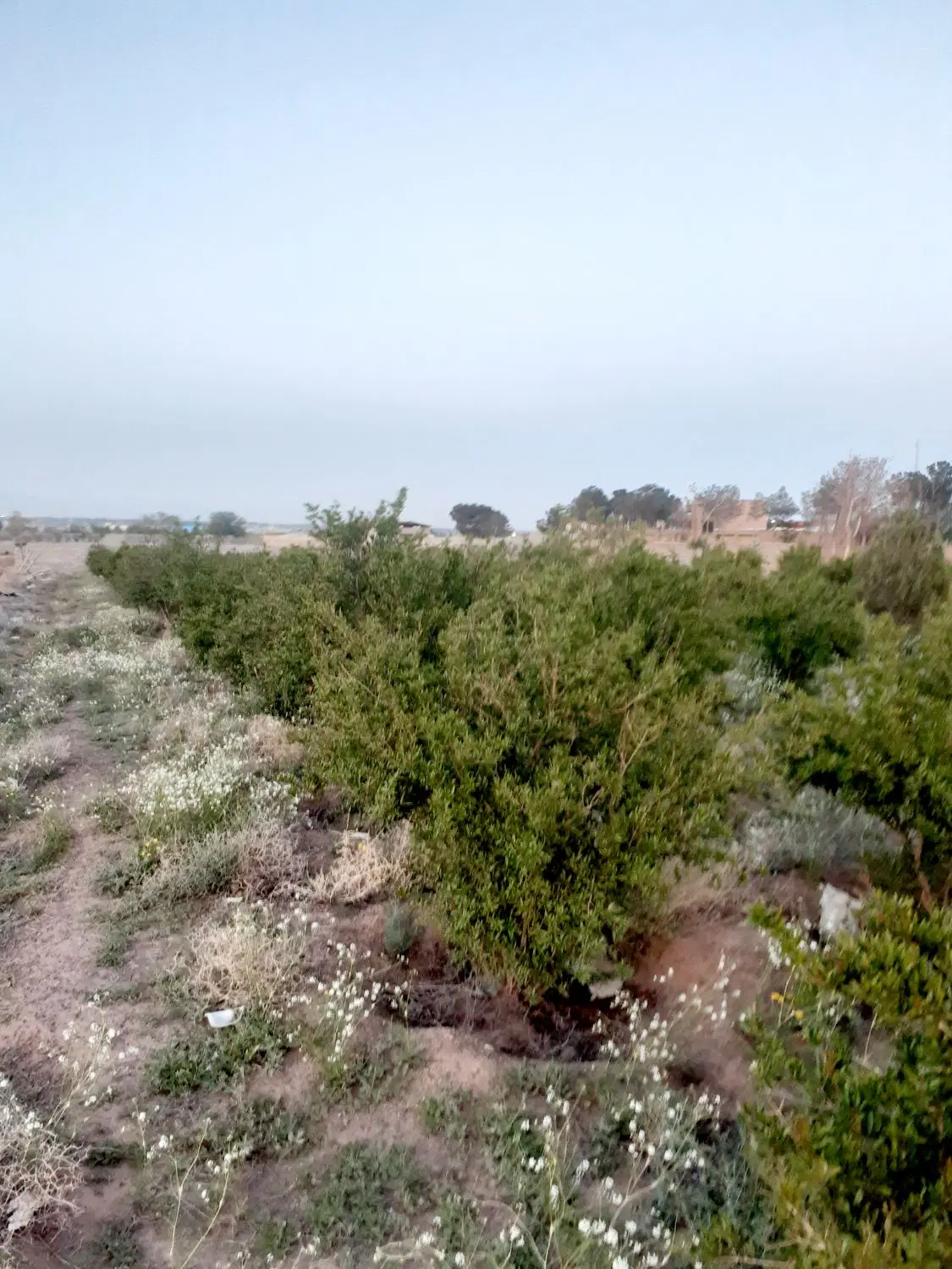 زمین و باغچه